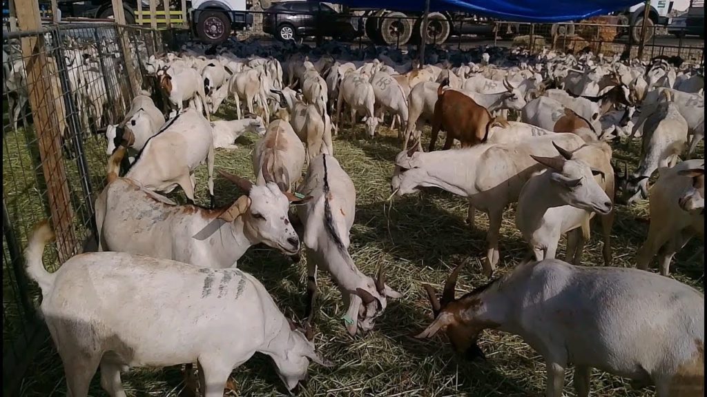 Kambing Aqiqah di Mekah yang diambil oleh Crew Aqiqah4u.my