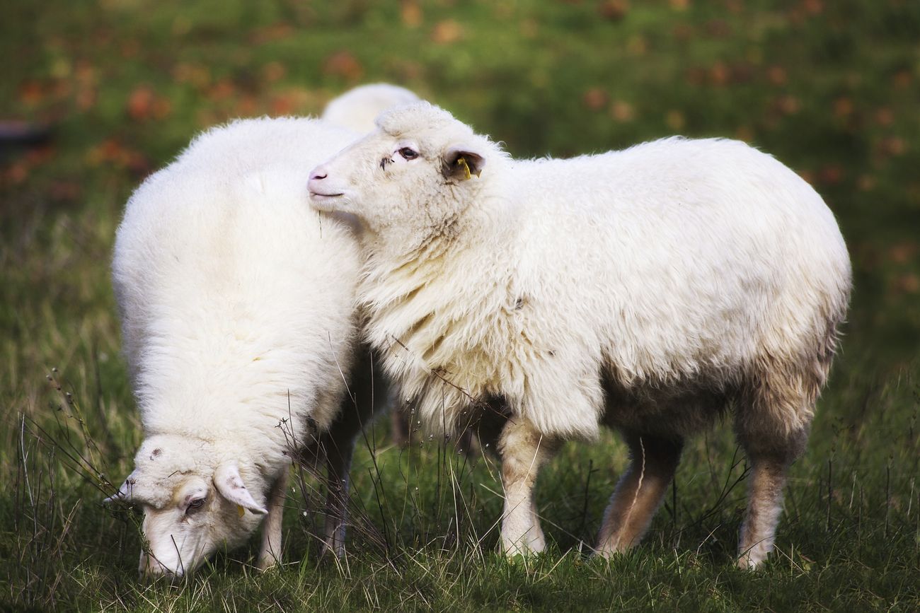 Two baby sheep