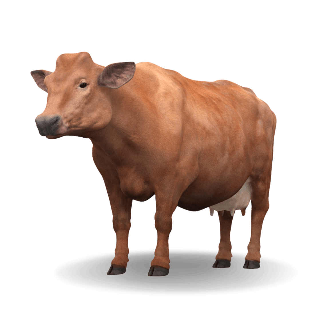 Qurban