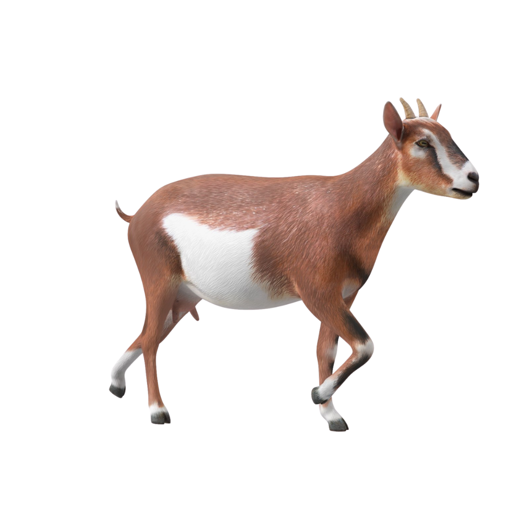 Kambing (Tempatan) - Aqiqah Malaysia