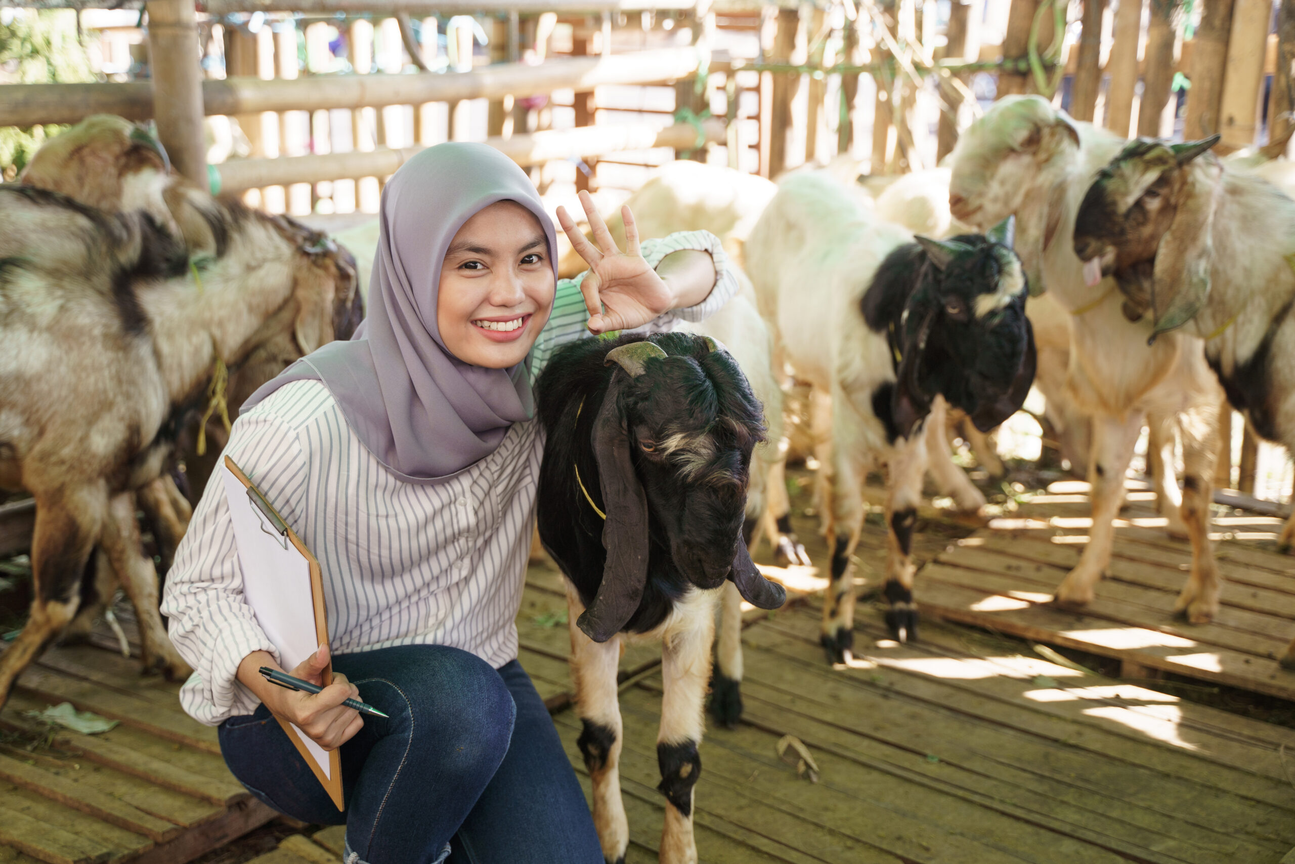 Pemilihan Kambing Aqiqah